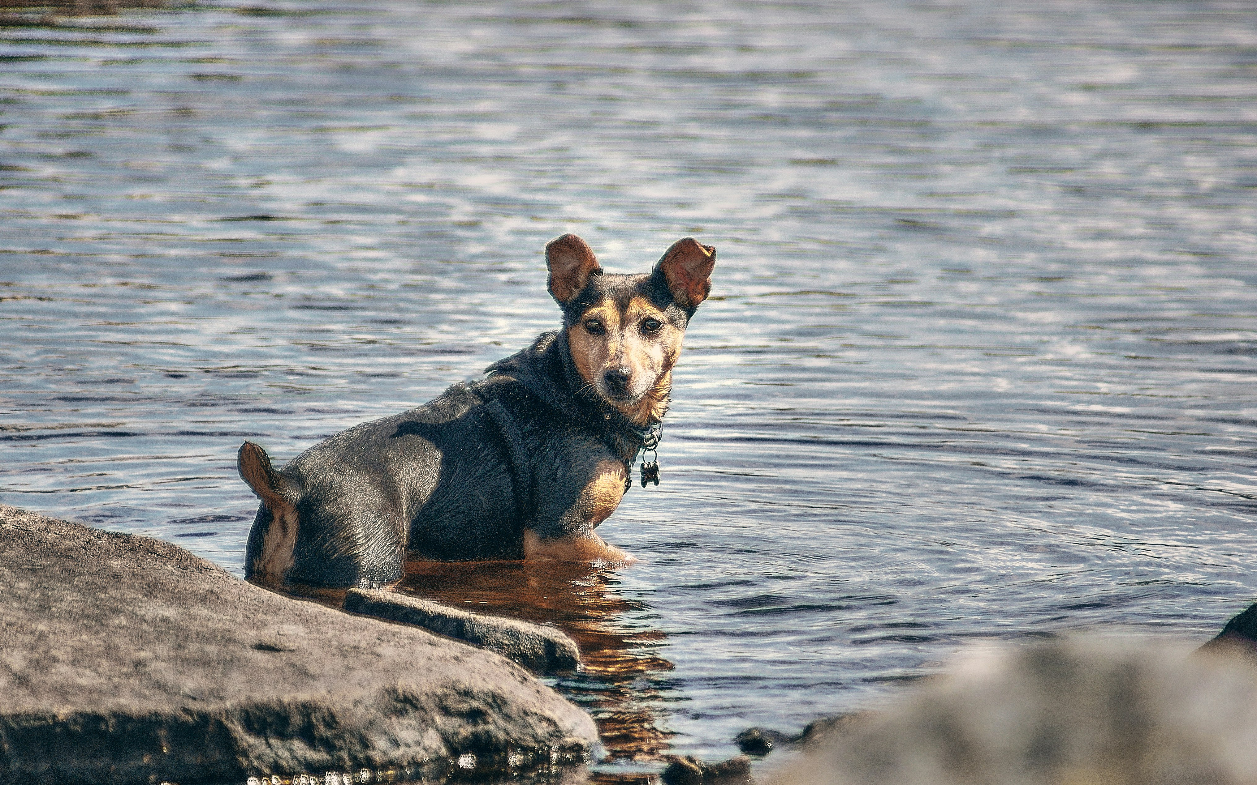 brown and black short coated small dog on gray rock near body of water during daytime
